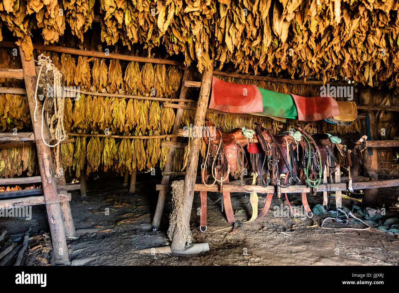 Tobacco uses for making cigars dries above saddles inside a barns in the Vinales Valley - VINALES, CUBA Stock Photo