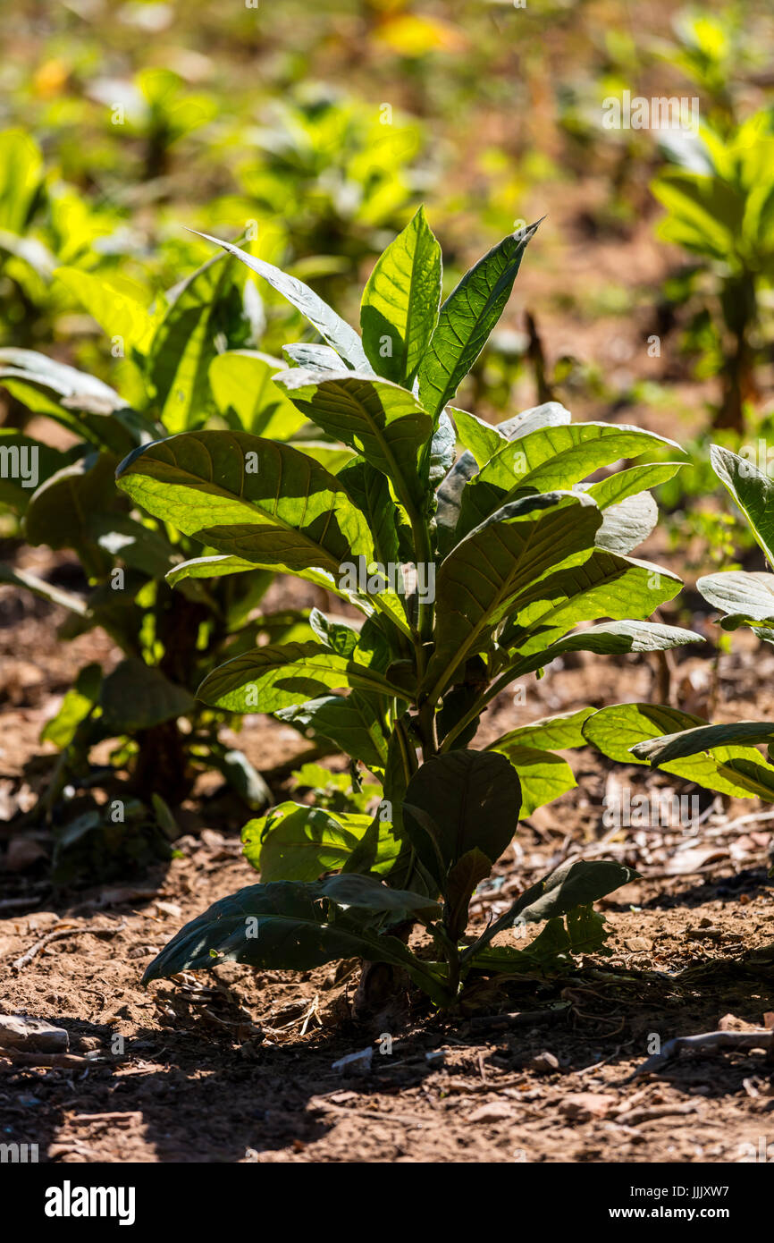 Tobacco plants used to make cigars grow in the rich farm land of the Vinales Valley - VINALES, CUBA Stock Photo