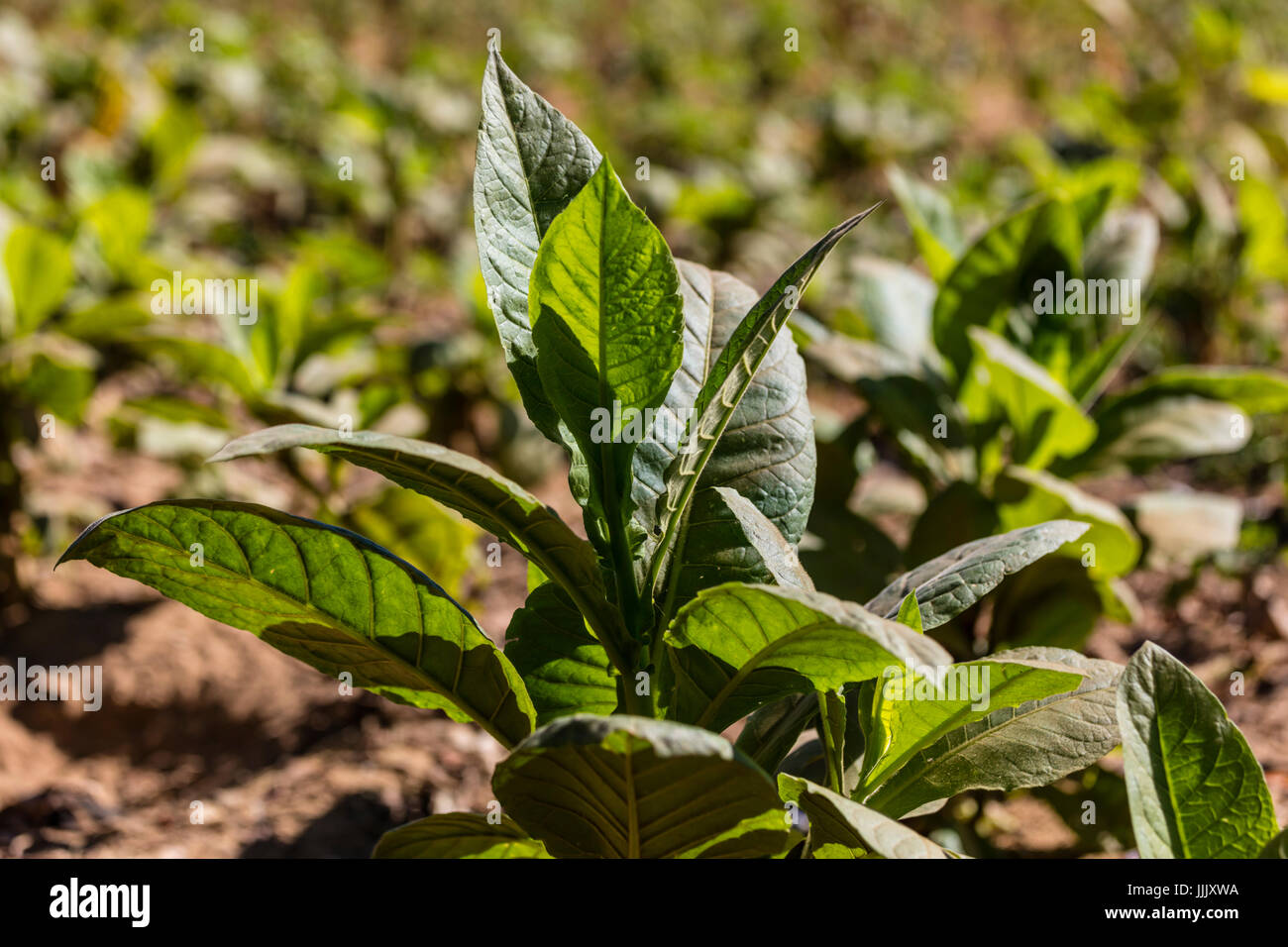 Tobacco plants used to make cigars grow in the rich farm land of the