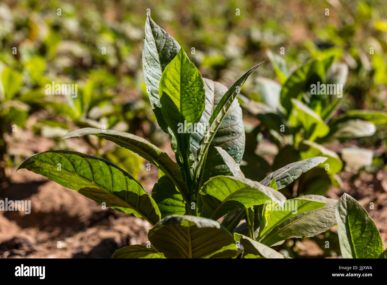 Tobacco plants used to make cigars grow in the rich farm land of the Vinales Valley - VINALES, CUBA Stock Photo