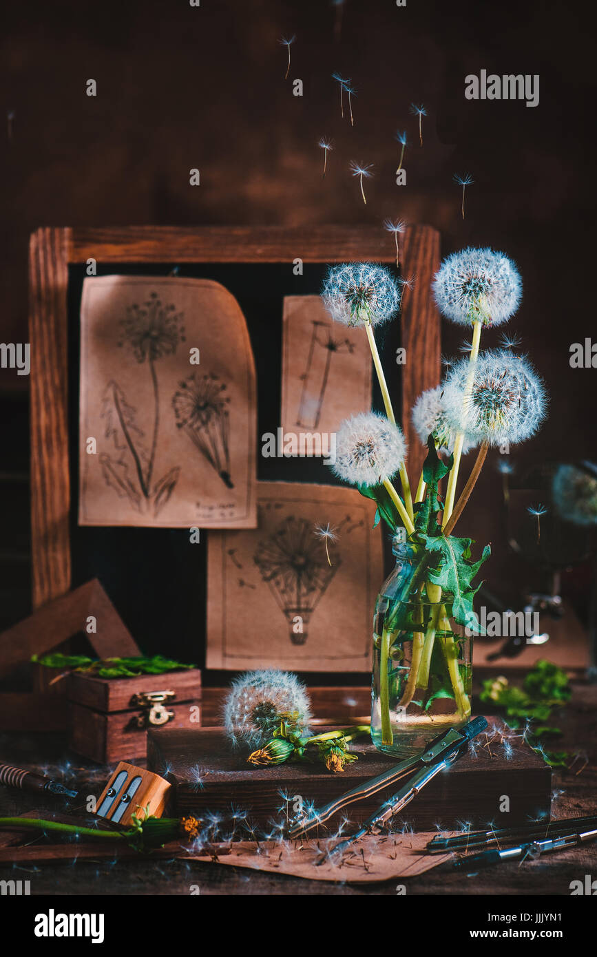 Flower still life with dandelions is a vase, a rack of aviation blueprints and flying blowball seeds on a dark background Stock Photo