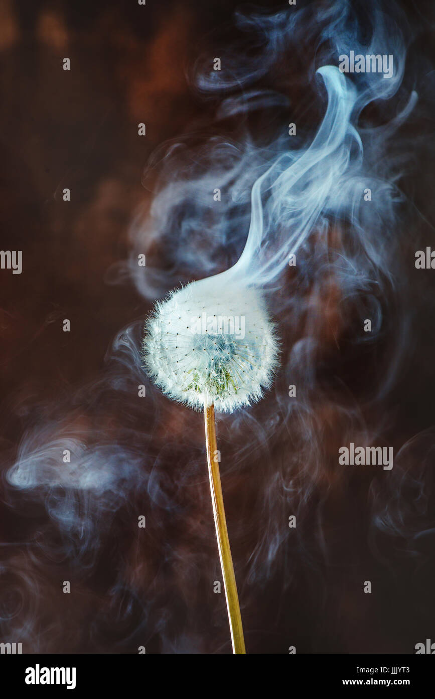 Dandelion close-up with rising white smoke on a dark wooden background Stock Photo