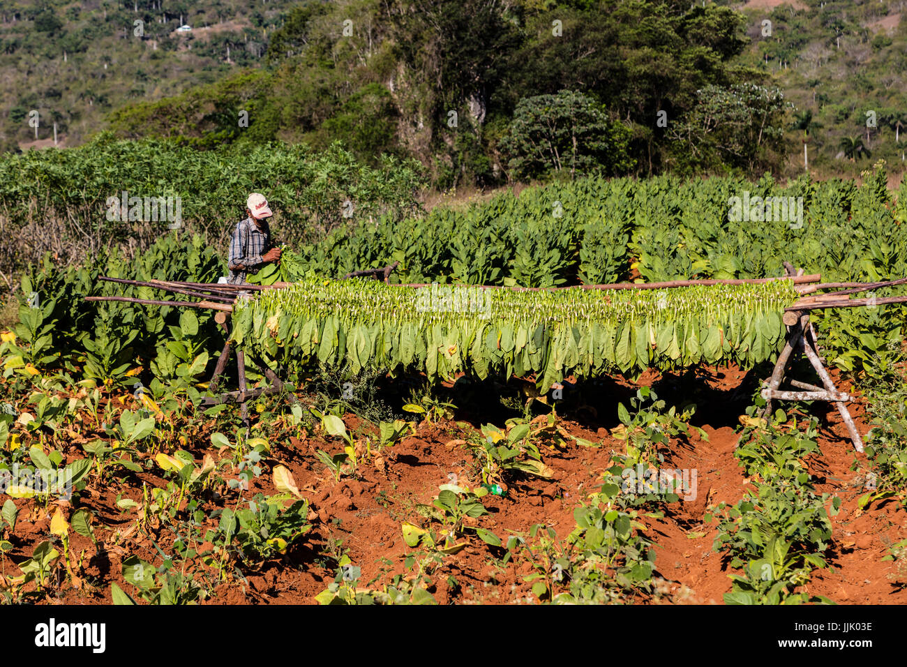 Tobacco drying racks hires stock photography and images Alamy