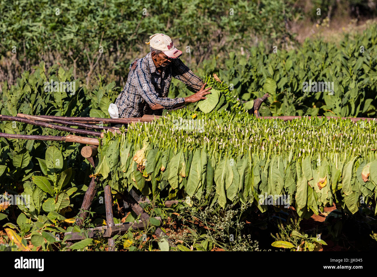 Tobacco drying racks hires stock photography and images Alamy