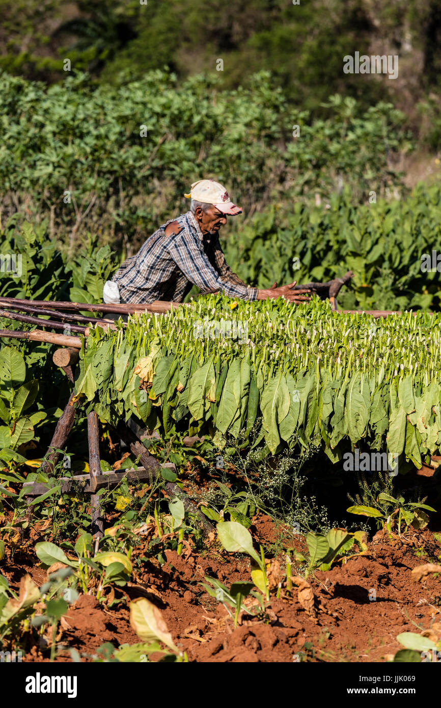 Tobacco drying racks hires stock photography and images Alamy