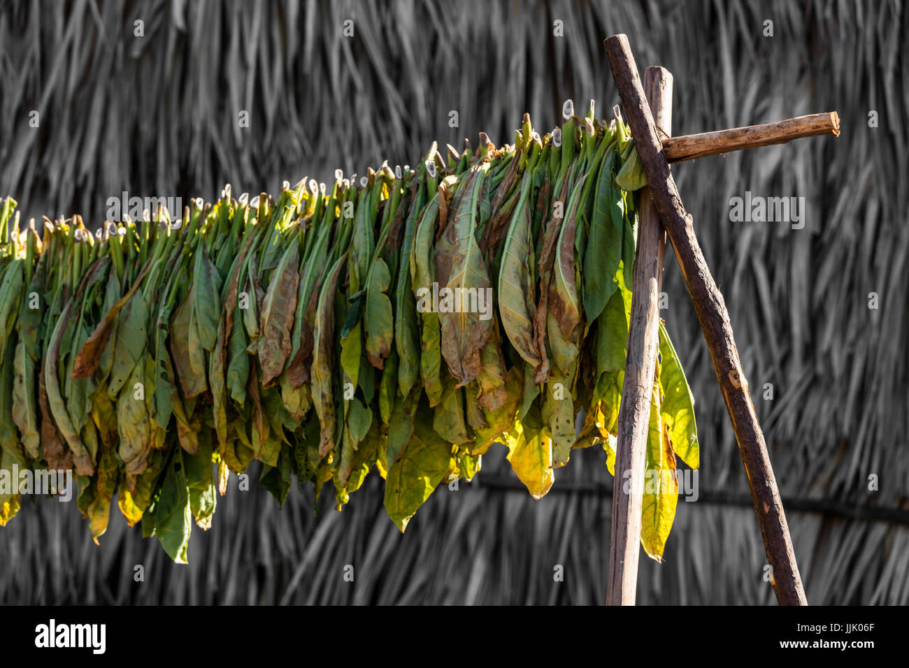 Tobacco drying racks hires stock photography and images Alamy