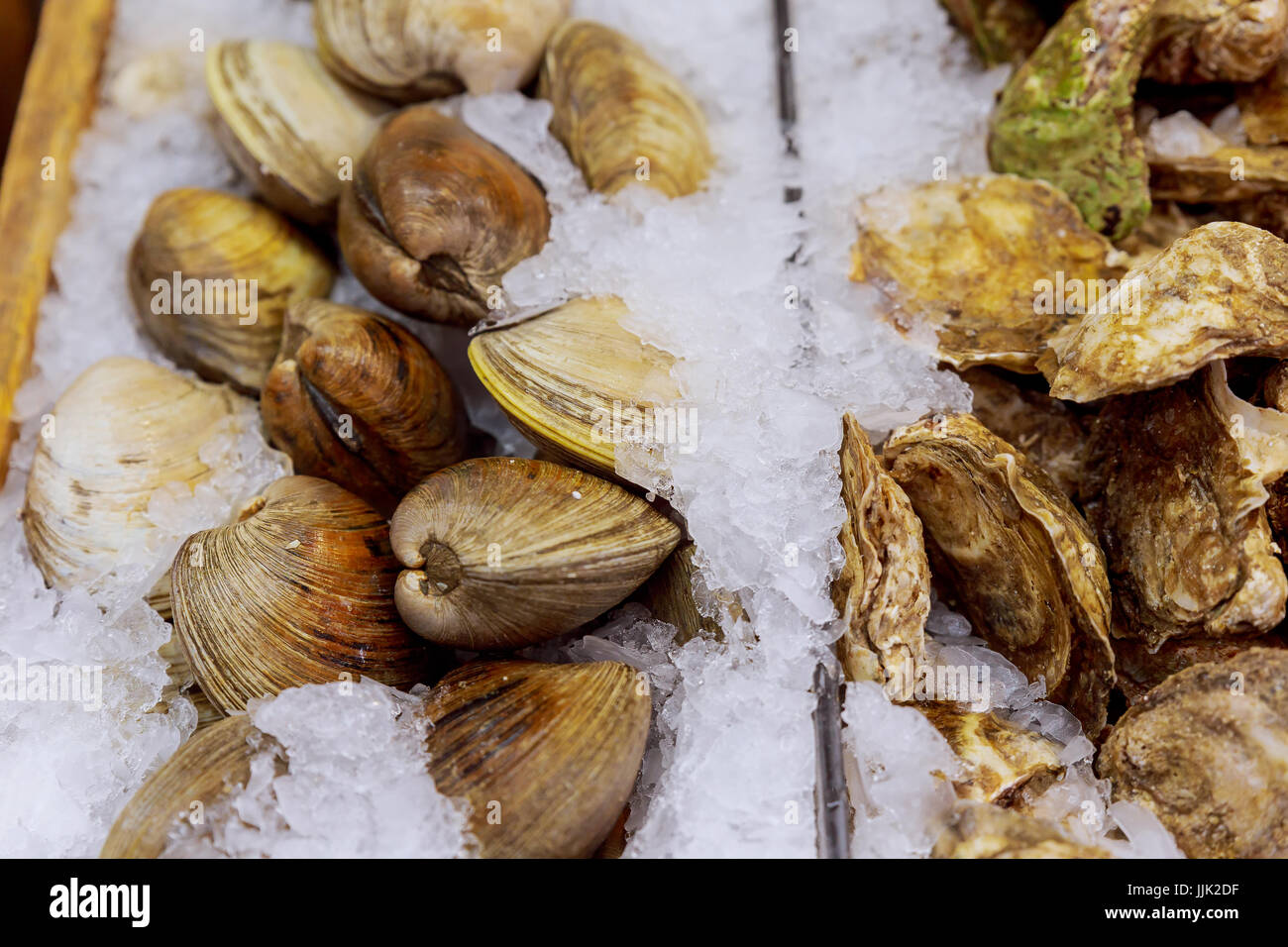 oysters on the store shelf Mussels on shelves in the ice in the store Stock Photo
