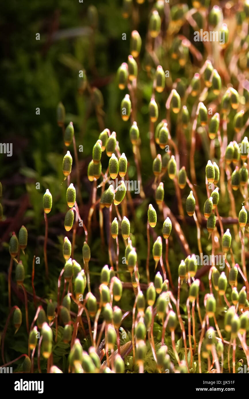 Macro view of moss capsules in the morning sunlight. Stock Photo