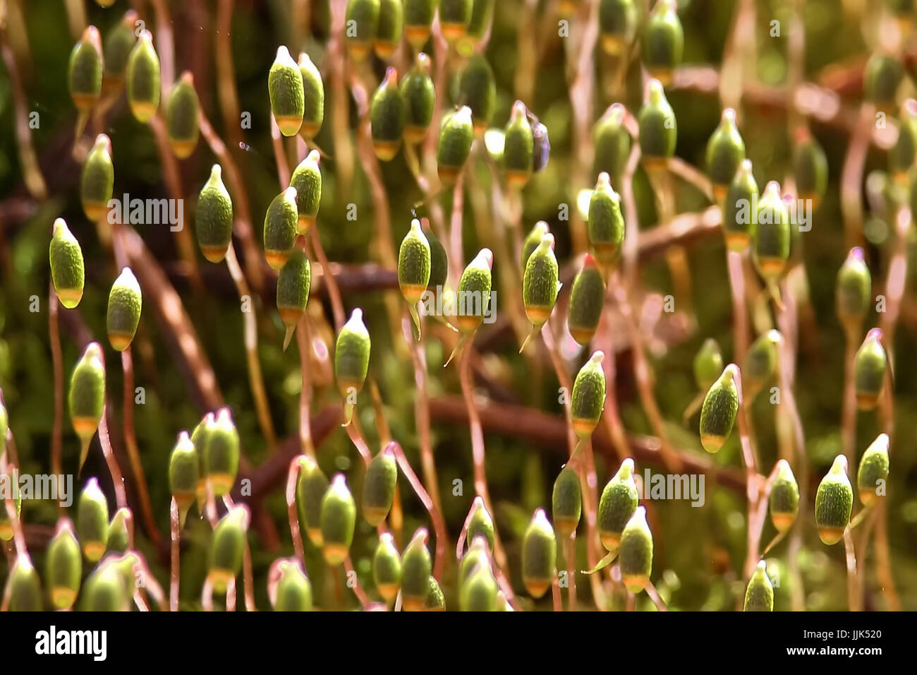Macro view of moss capsules in the morning sunlight. Stock Photo