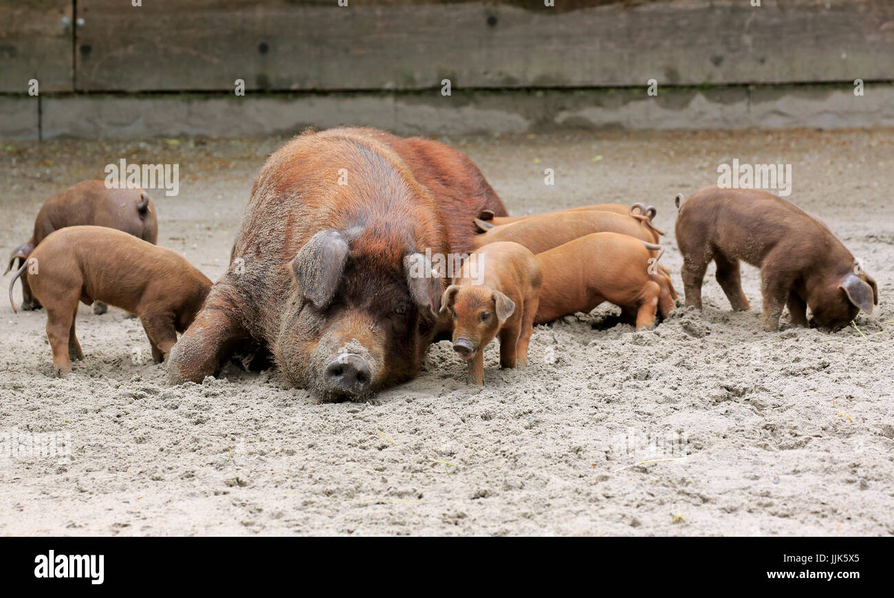 Domestic pig (Sus scrofa domesticus), mother sow with piglets, female, young animals, spotted, Germany Stock Photo