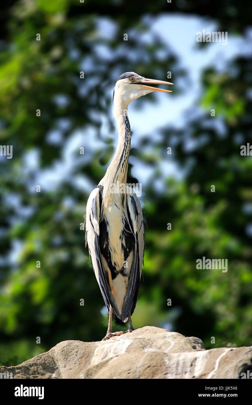 Gray heron (Ardea cinerea), adult, watchful, standing on stone, Lower Bavaria, Bavaria, Germany Stock Photo