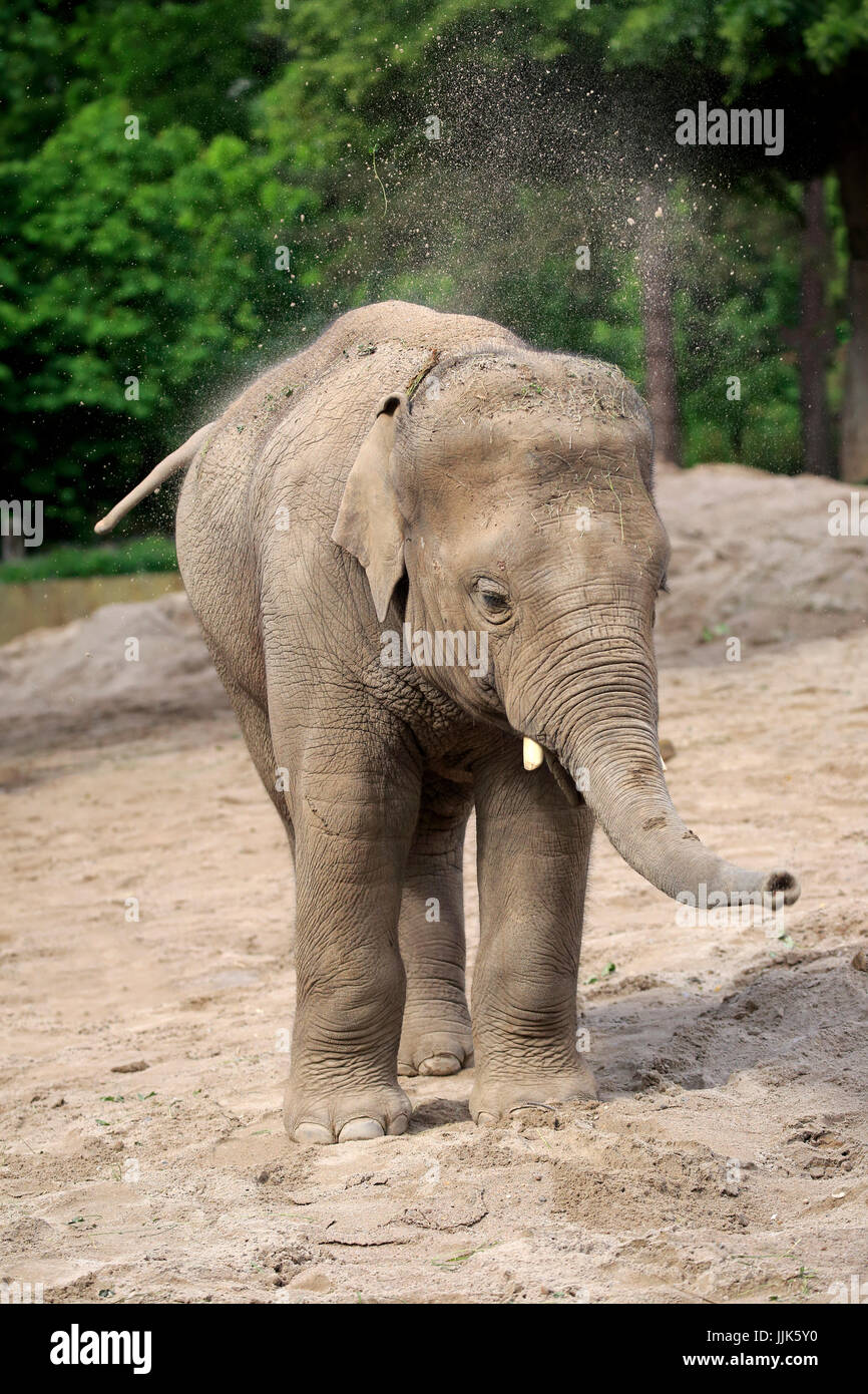 Indian elephant, (Elephas maximus indicus), young animal, sand bathing, India Stock Photo