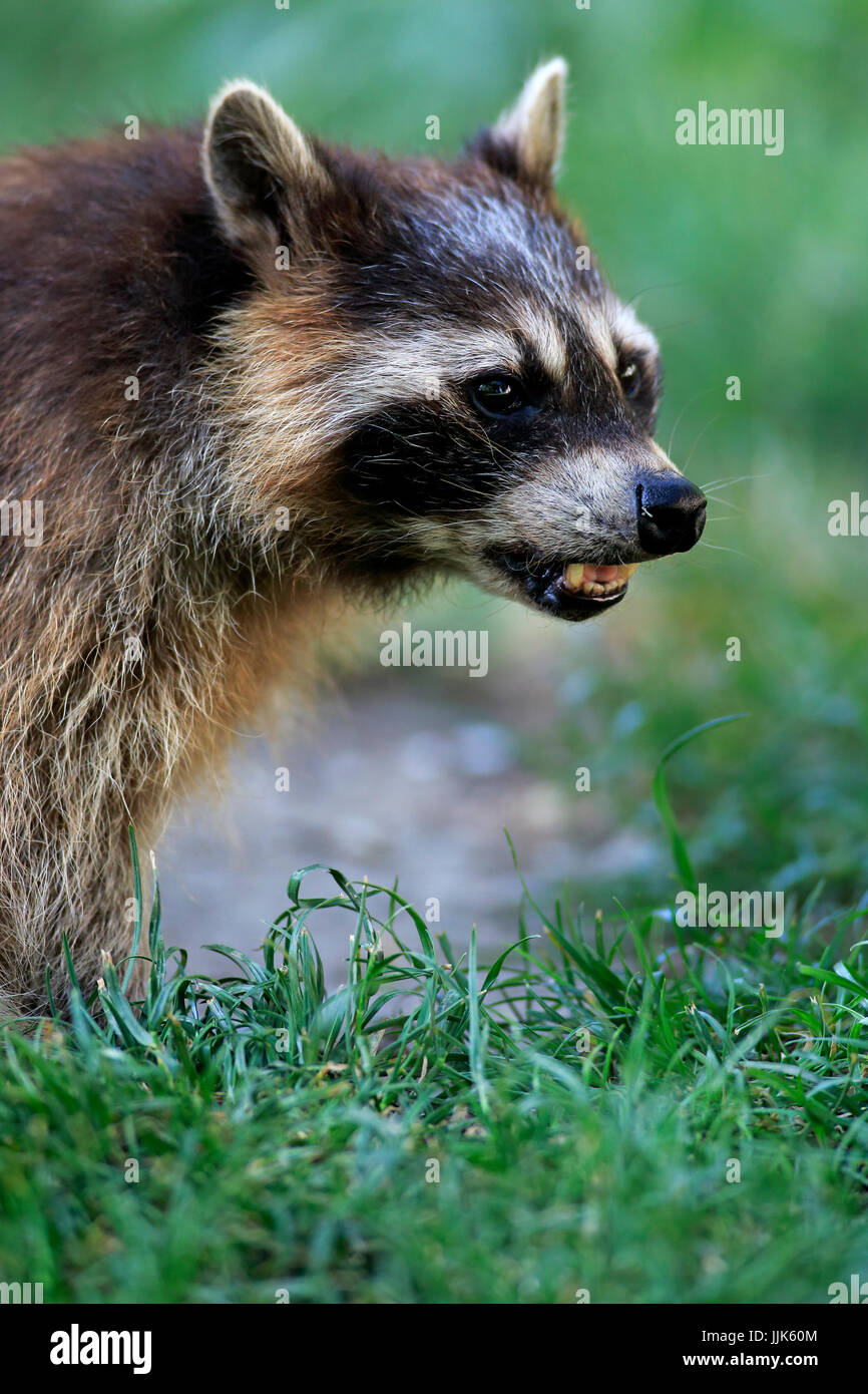 Raccoon (Procyon lotor), adult, portrait, alert, captive Stock Photo ...