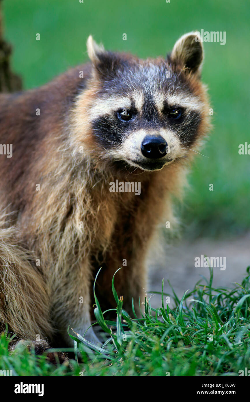 Raccoon (Procyon lotor), adult, portrait, alert, captive Stock Photo ...