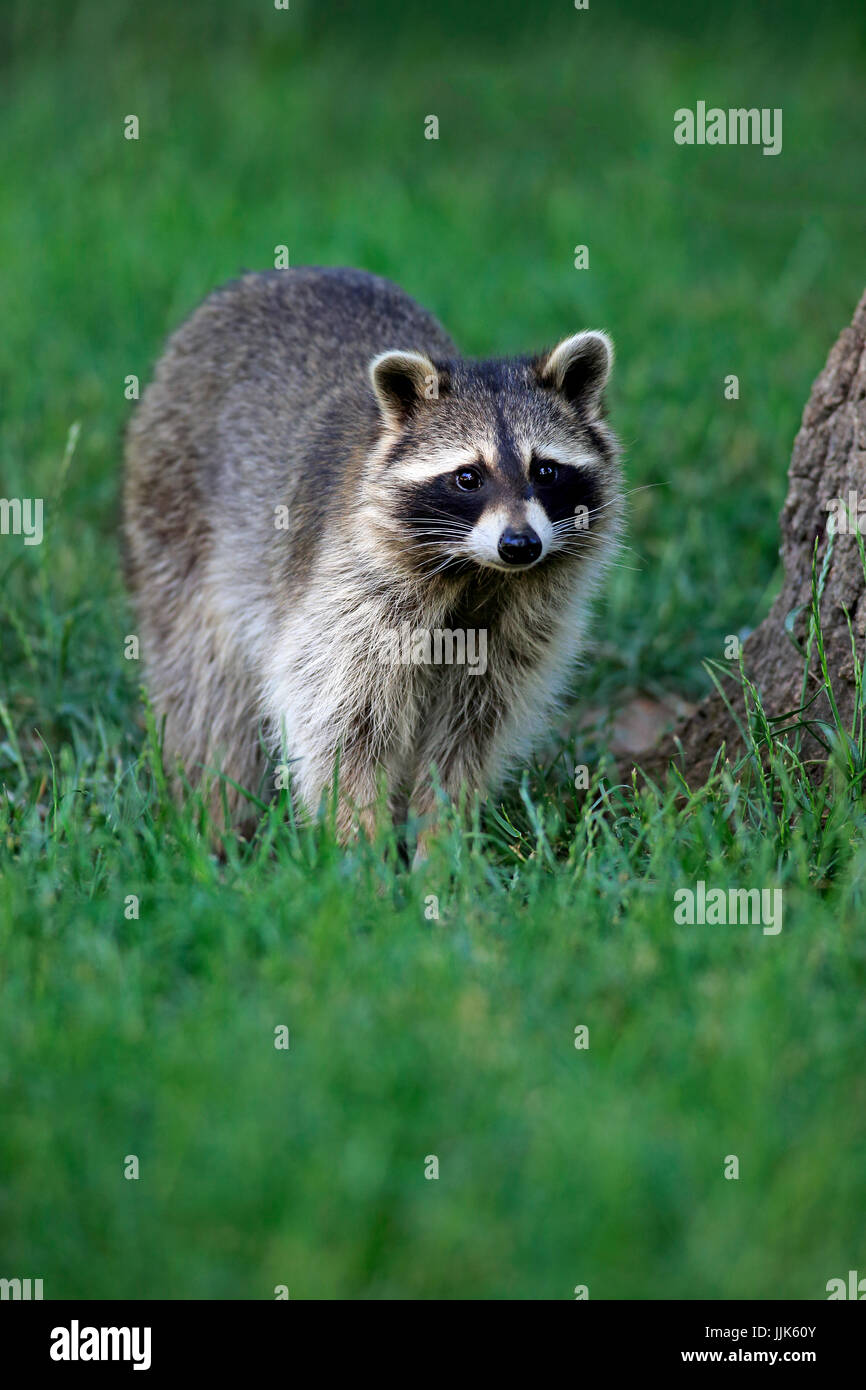 Raccoon (Procyon lotor), adult, watchful, captive Stock Photo