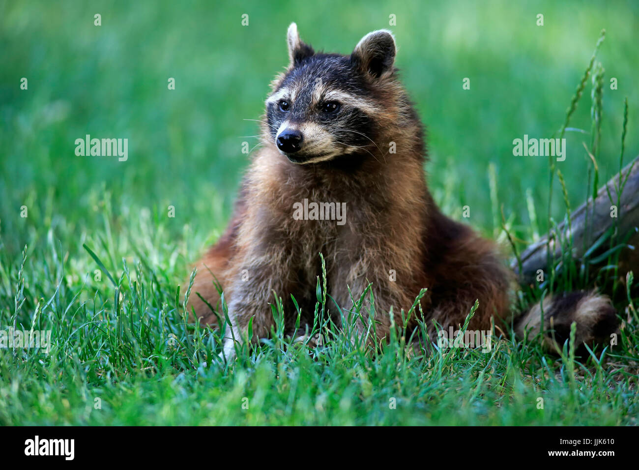 Raccoon (Procyon lotor), adult, sitting in meadow, captive Stock Photo