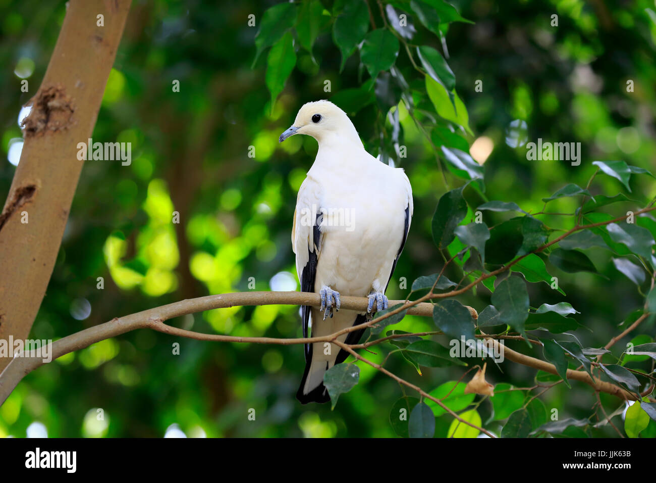 Pied Imperial Pigeon (Ducula bicolor), adult, sitting in tree, captive Stock Photo