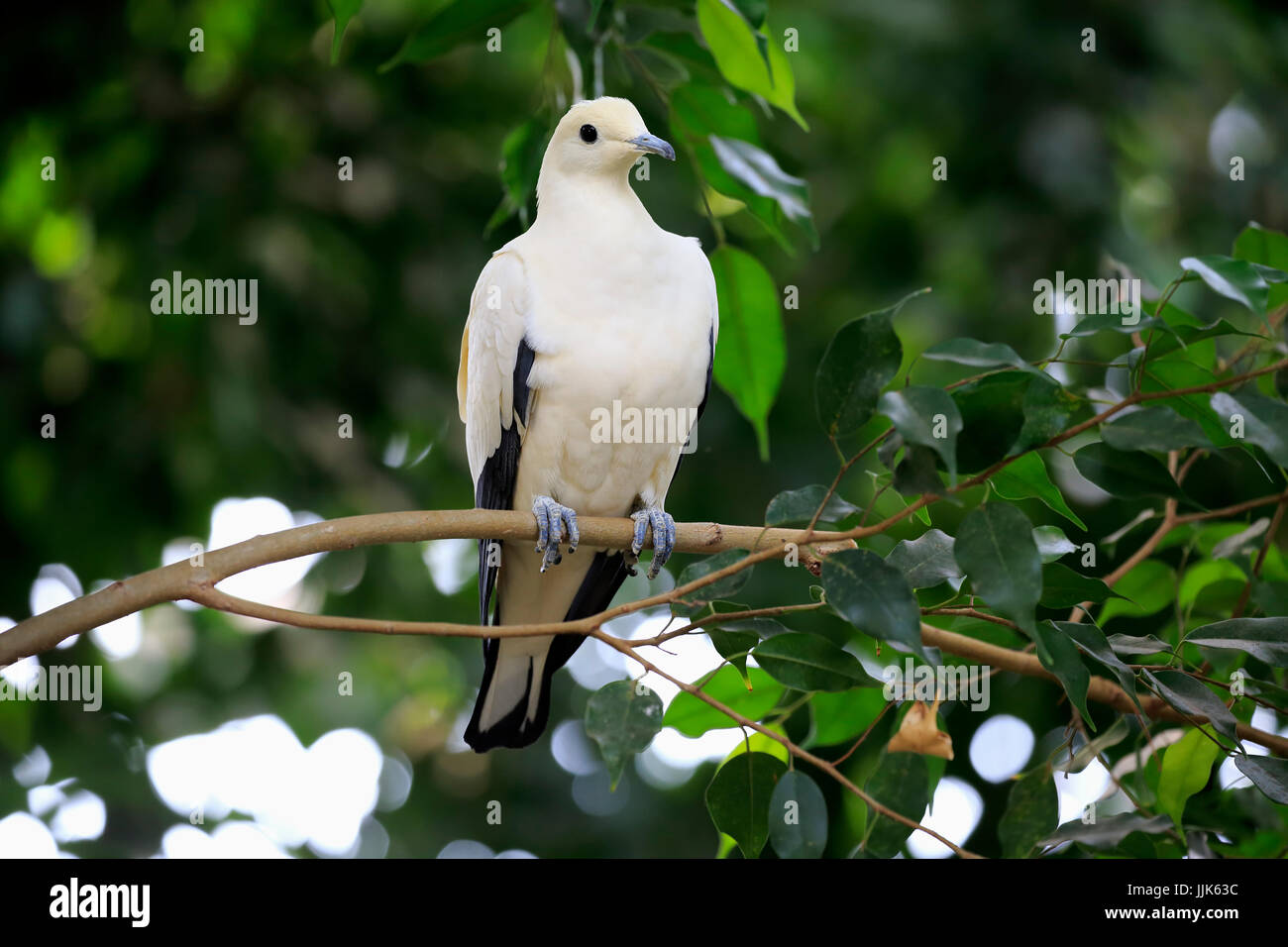 Pied Imperial Pigeon (Ducula bicolor), adult, sitting in tree, captive Stock Photo