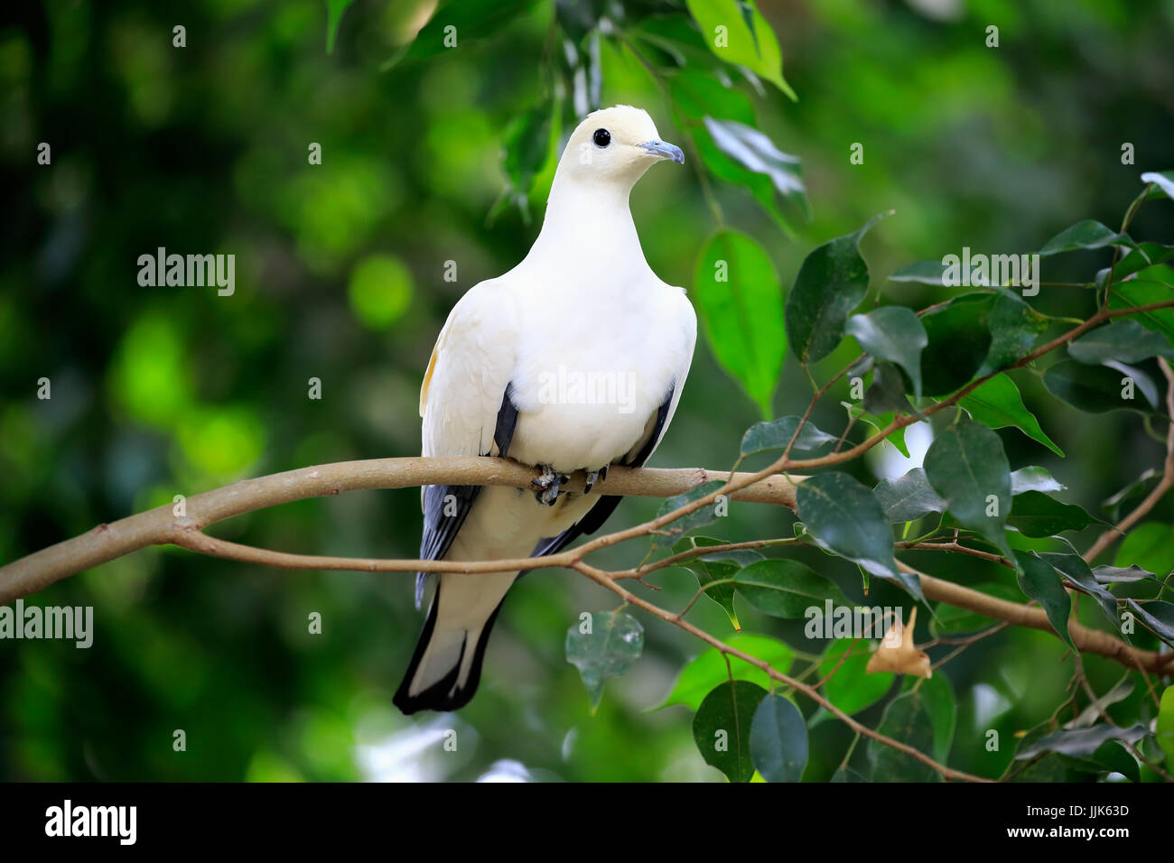 Pied Imperial Pigeon (Ducula bicolor), adult, sitting in tree, captive Stock Photo