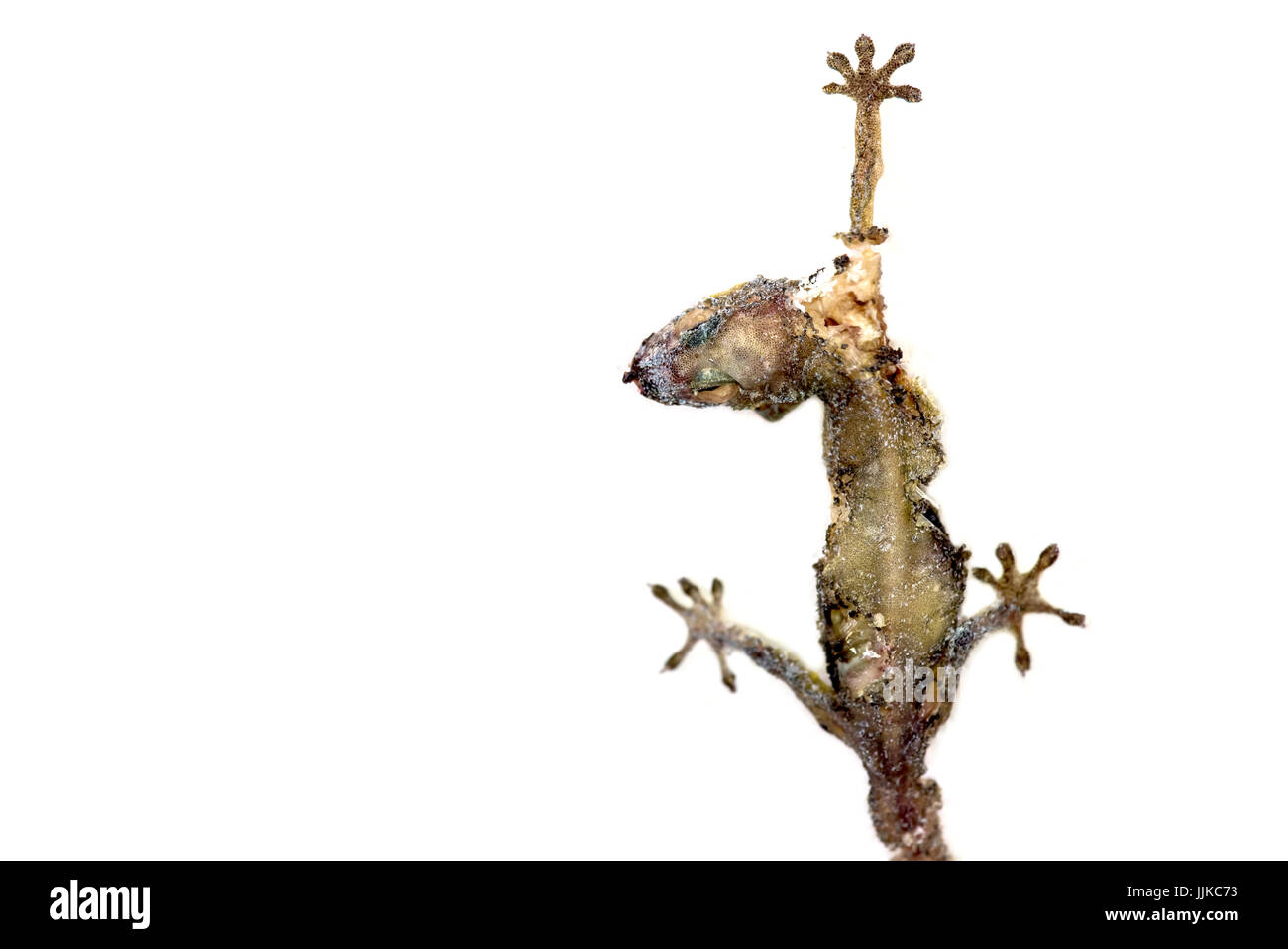 Dead lizard, (Hemidactylus) hanging on a wall Stock Photo