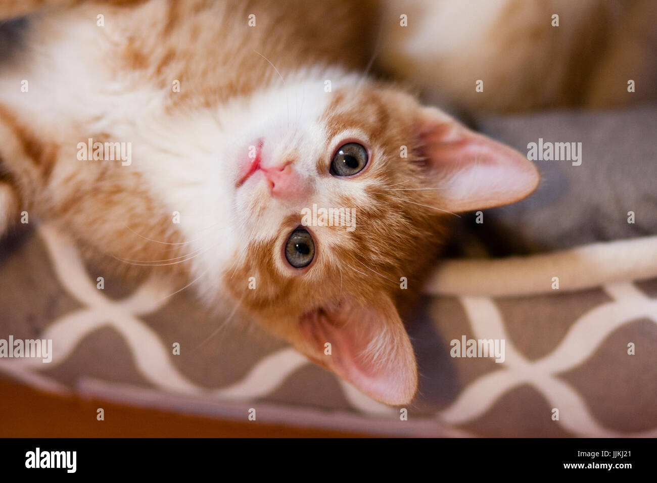 Bristish shorthair kitten looking upside down Stock Photo