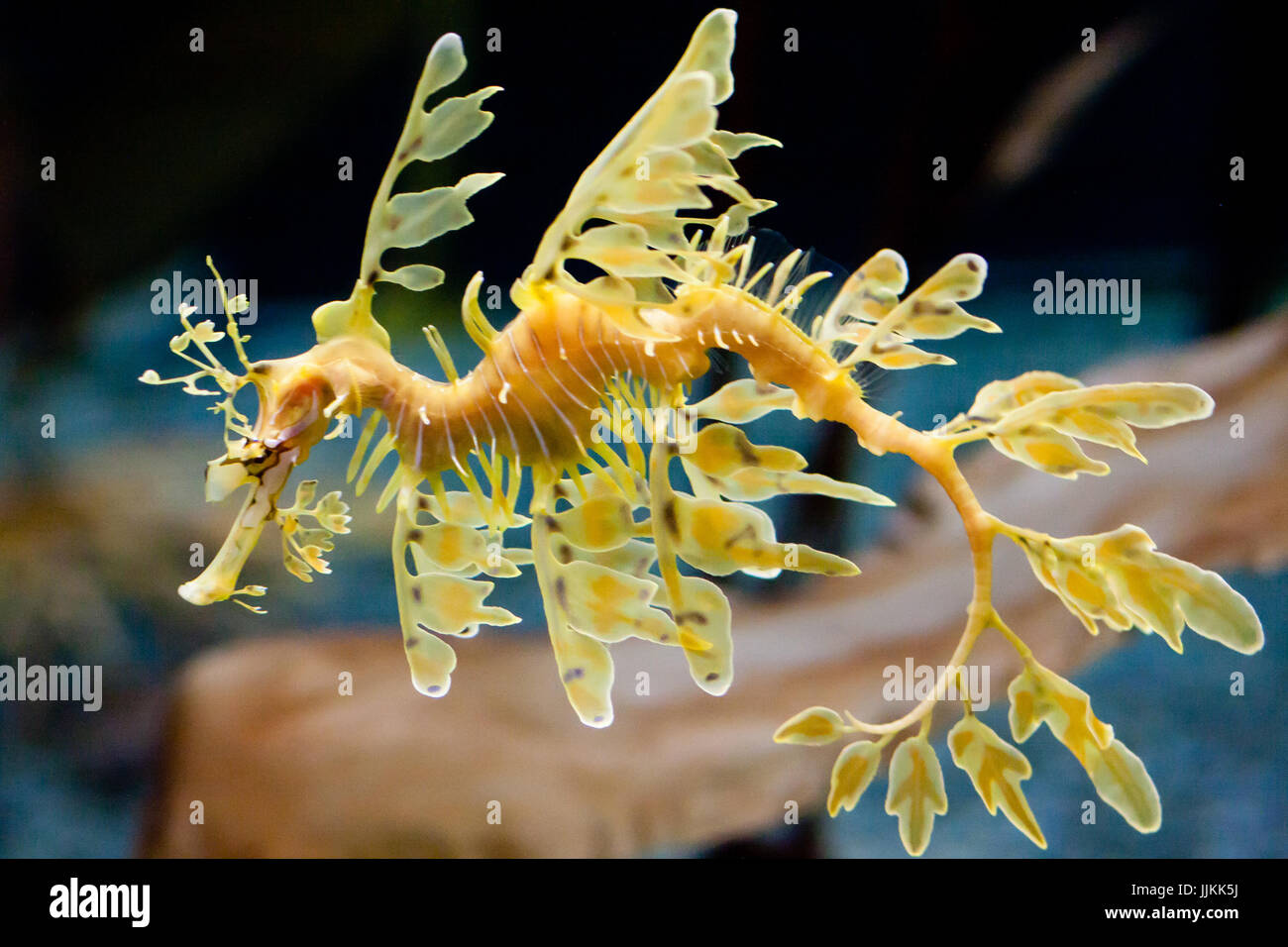 Leafy Seahorse in water Stock Photo