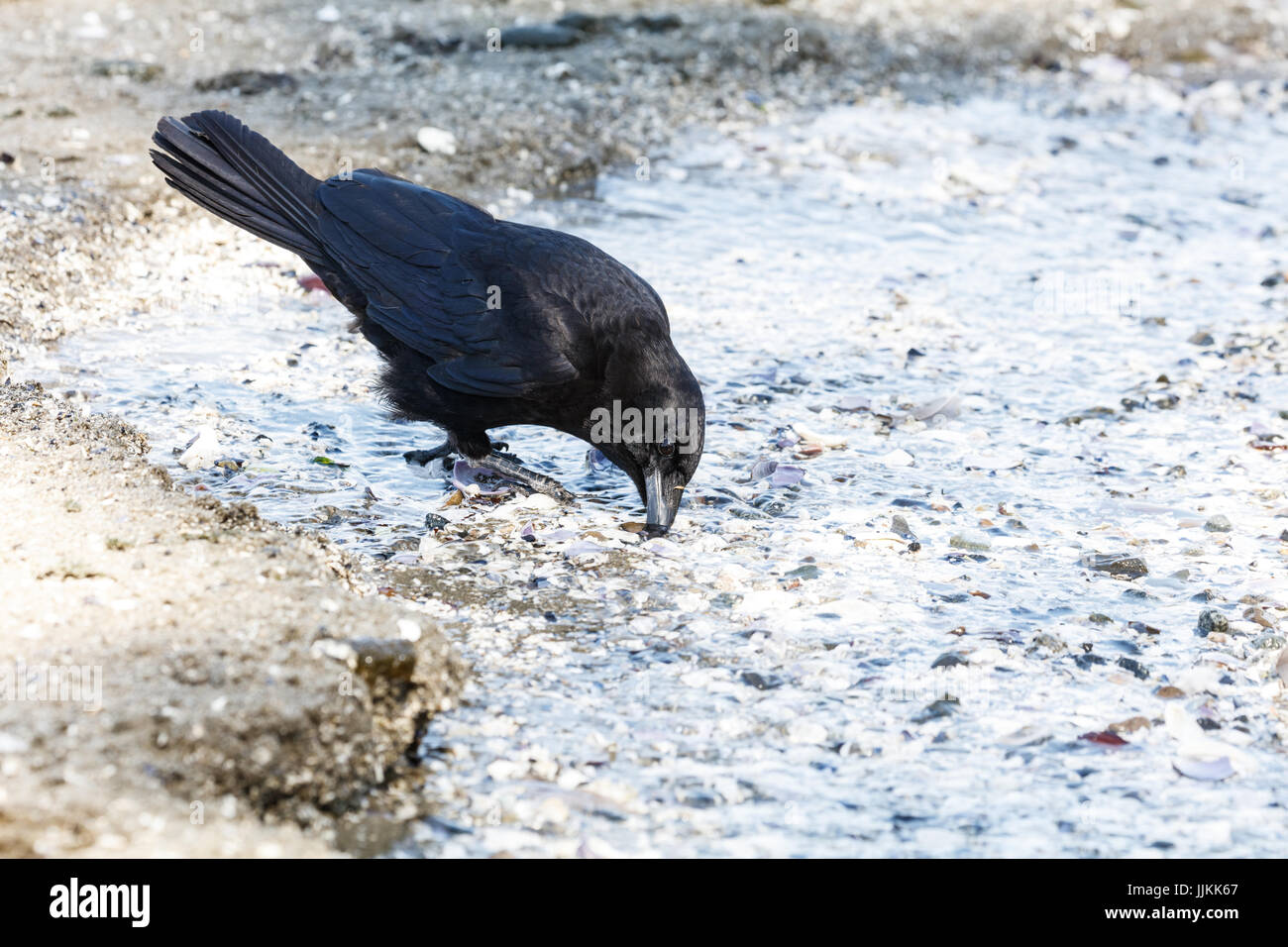 Crow drinking water hires stock photography and images Alamy
