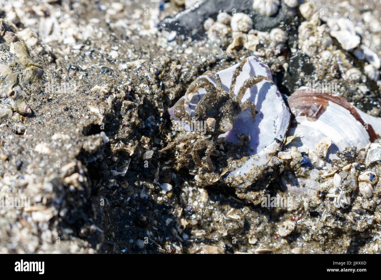 Green shore crabs at Vancouver beach,  BC Canada Stock Photo