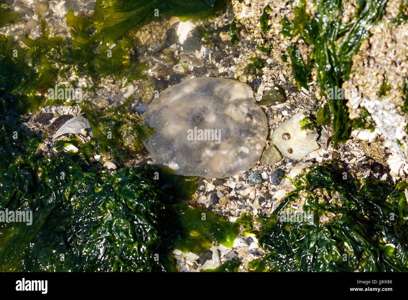 Jellyfish on Vancouver Beach at  BC Canada Stock Photo