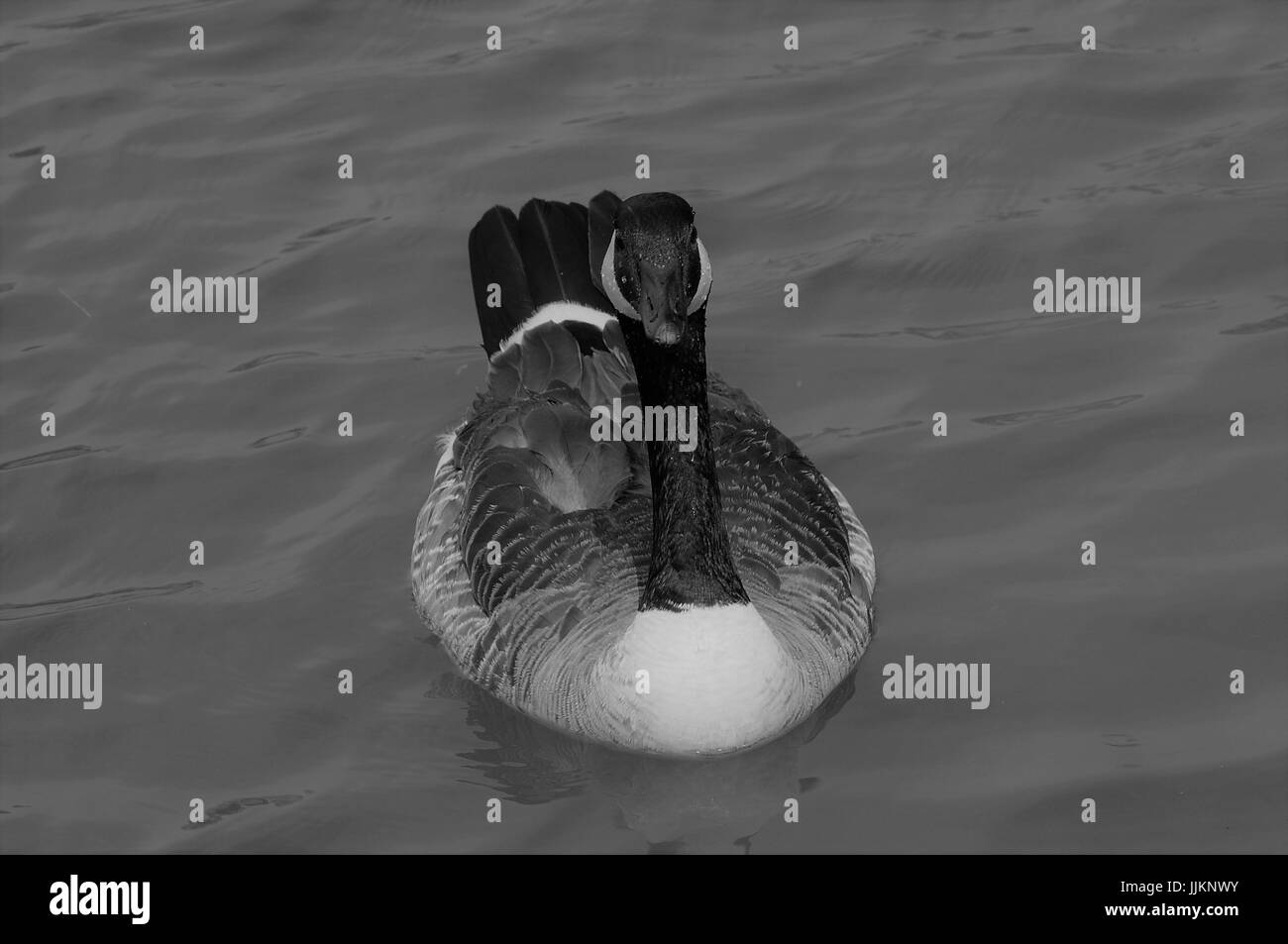 Black and White Canadian goose swimming Stock Photo