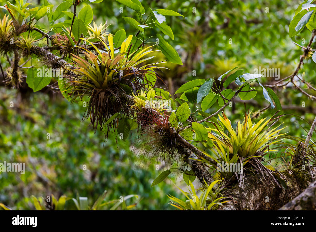 BROMELIADS grow on route to SALTO DE CABURNI located the TOPES DE COLLANTES in the mountains of SIERRA DEL ESCAMBRAY - CUBA Stock Photo