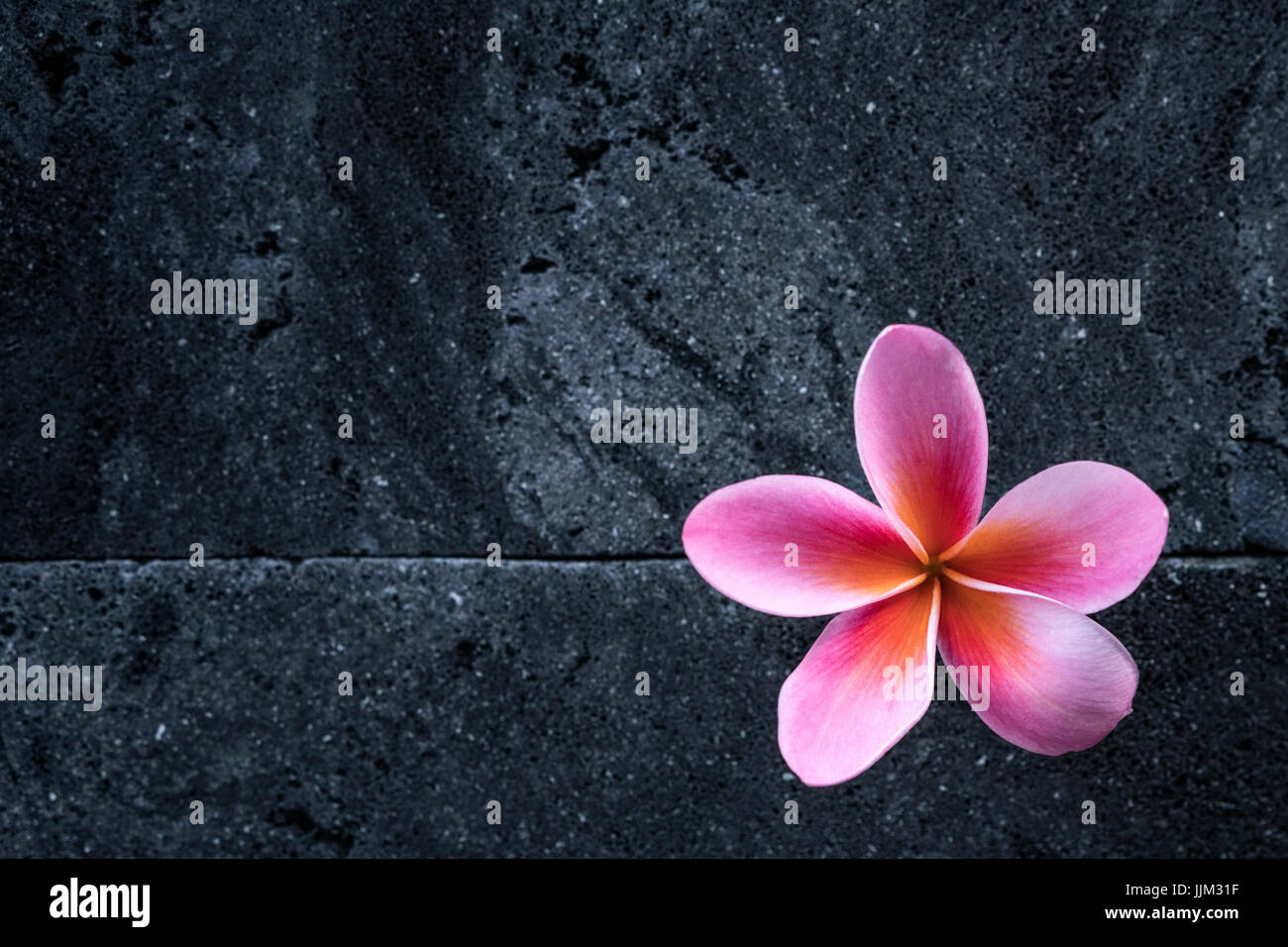 Frangipani Flower red Stock Photo Alamy