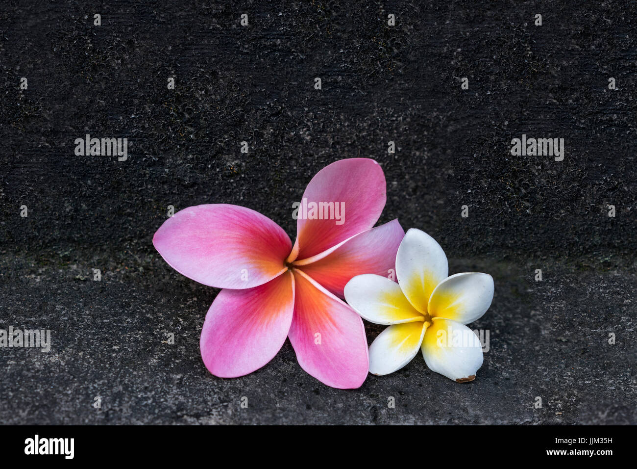 two frangipani flowers Stock Photo Alamy