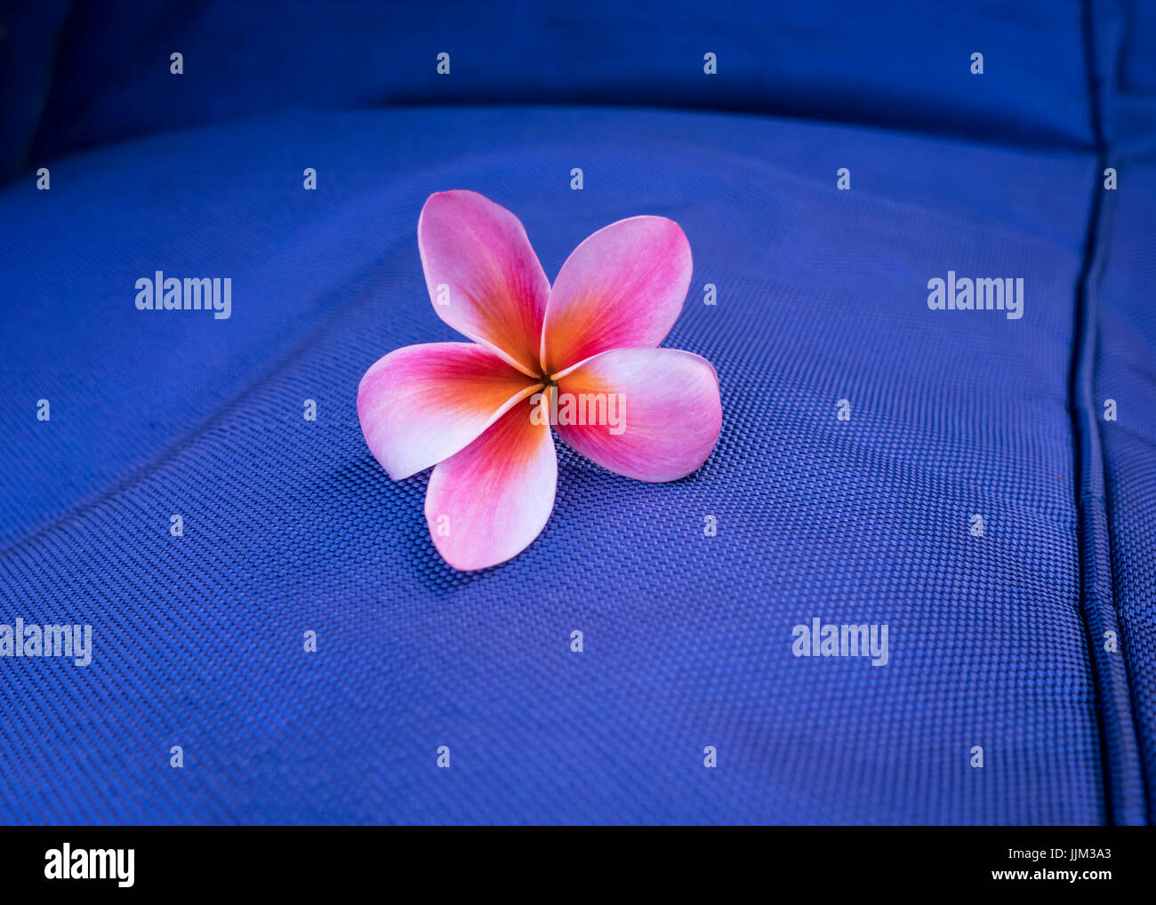 Red Frangipani Flower Stock Photo Alamy
