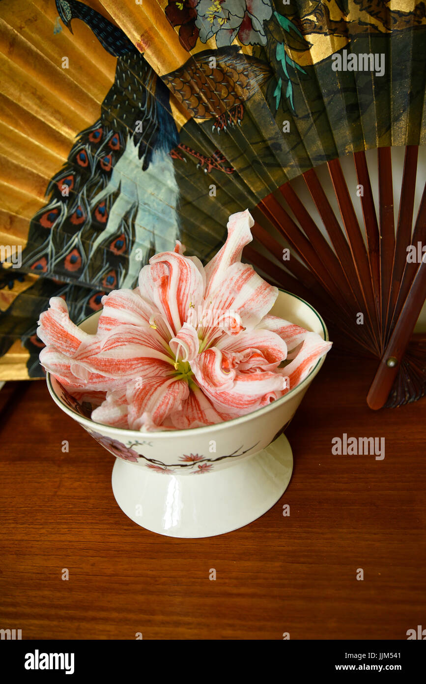 Still Life with Amaryllis flower with a Chinese Peacock Fan Stock Photo