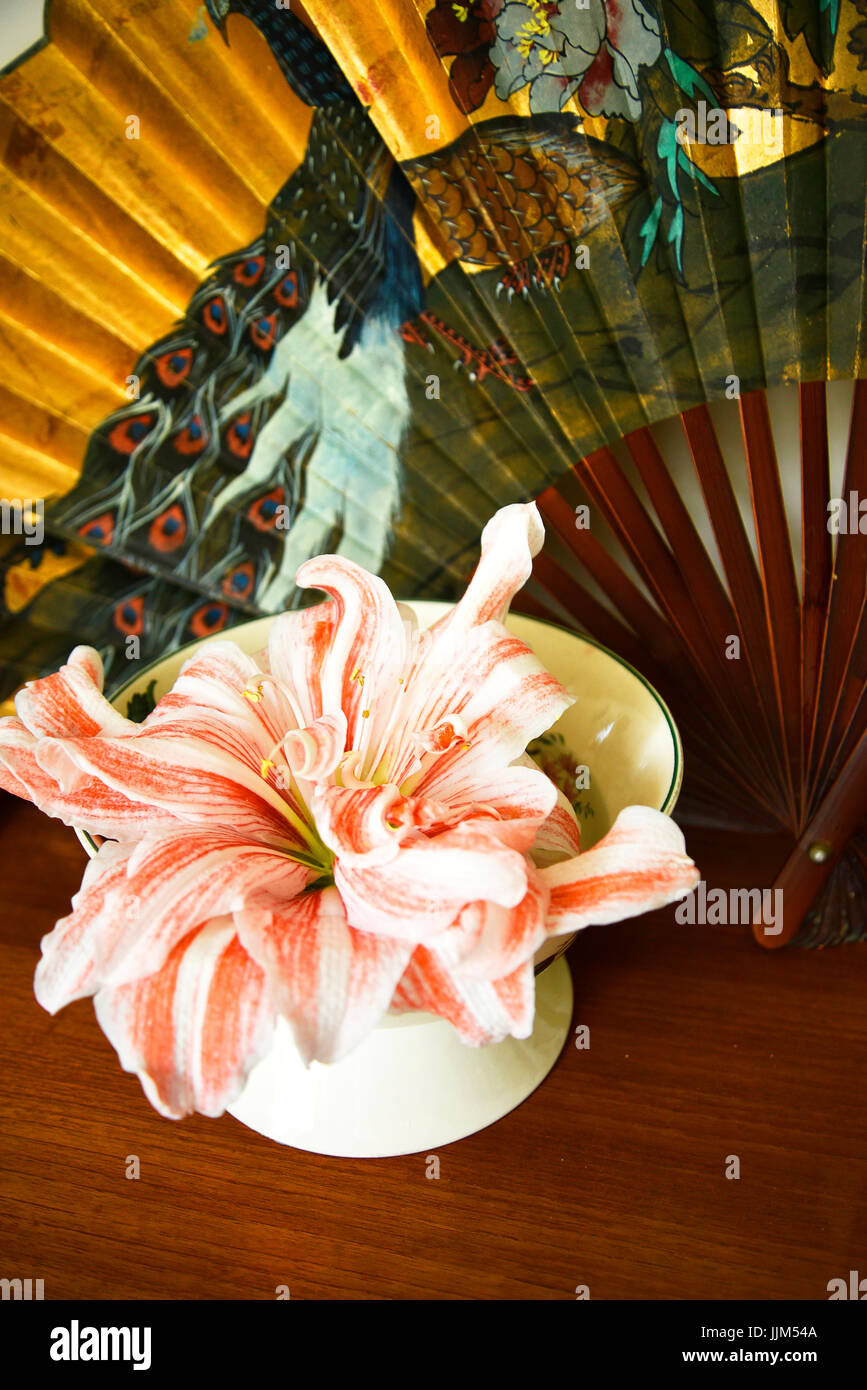 Still Life with Amaryllis flower with a Chinese Peacock Fan Stock Photo