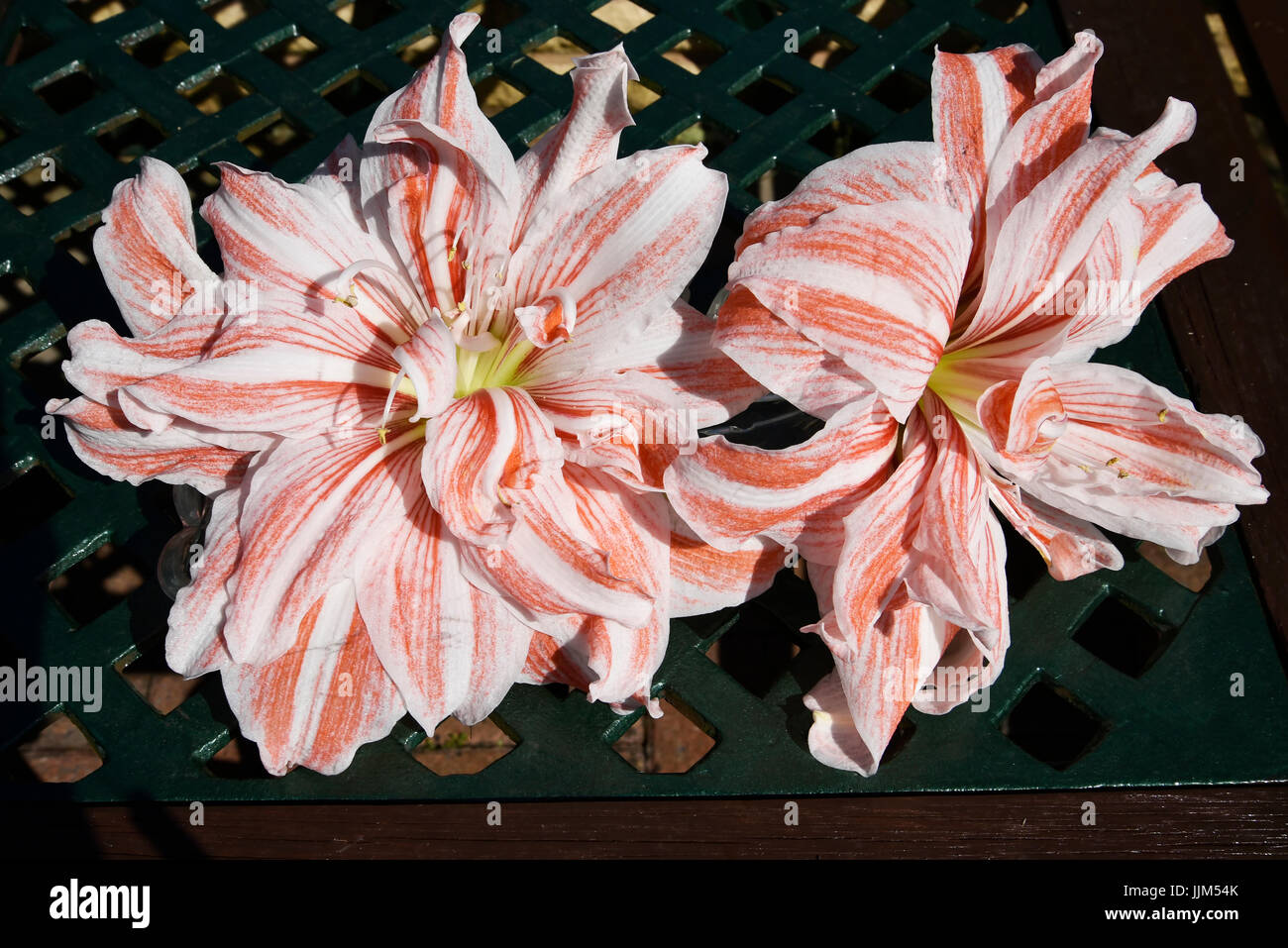 Still Life with Amaryllis flower blooming with a huge flower 9 inches across which flowers once a year Stock Photo