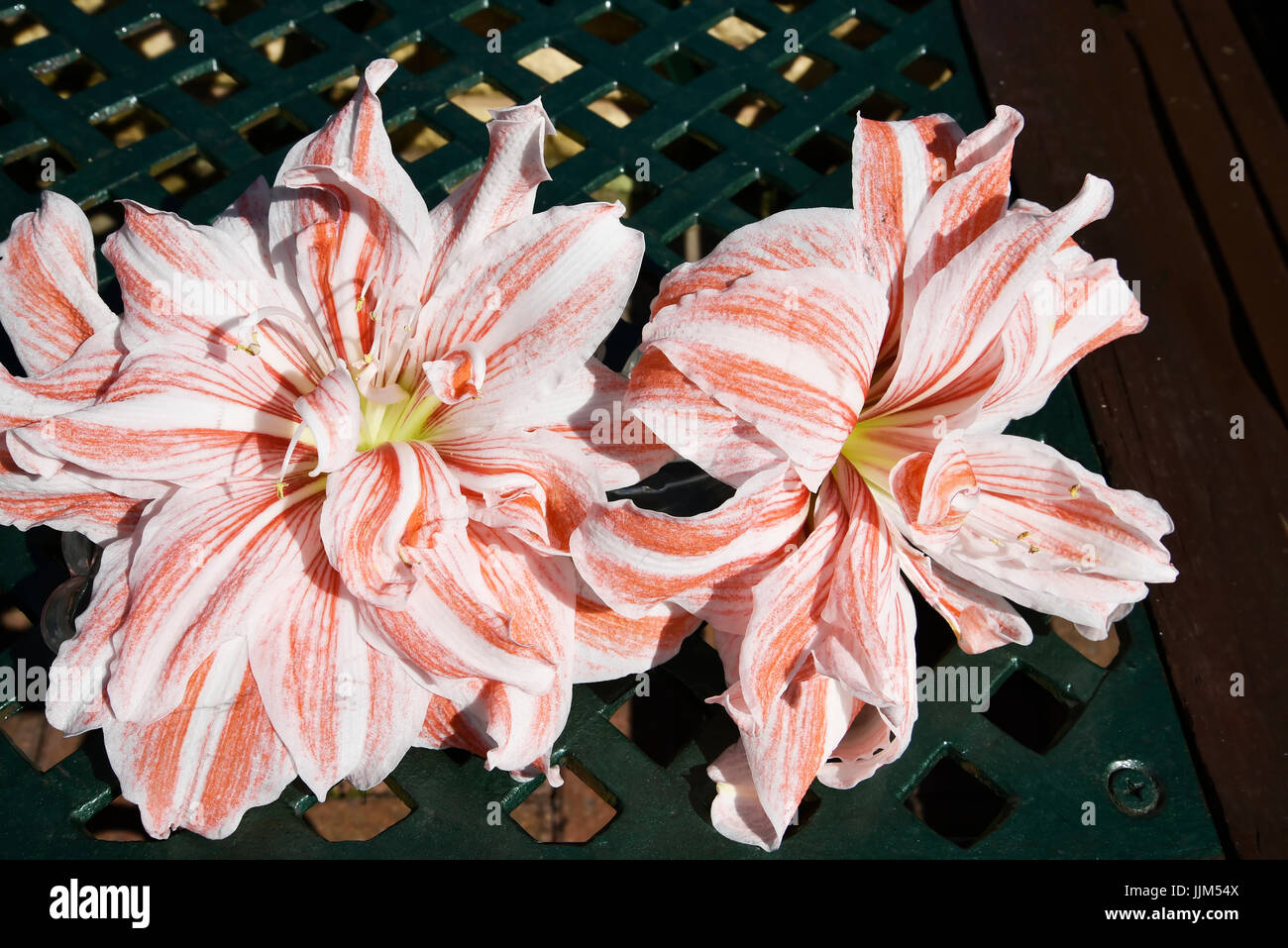 Still Life with Amaryllis flower blooming with a huge flower 9 inches across which flowers once a year Stock Photo
