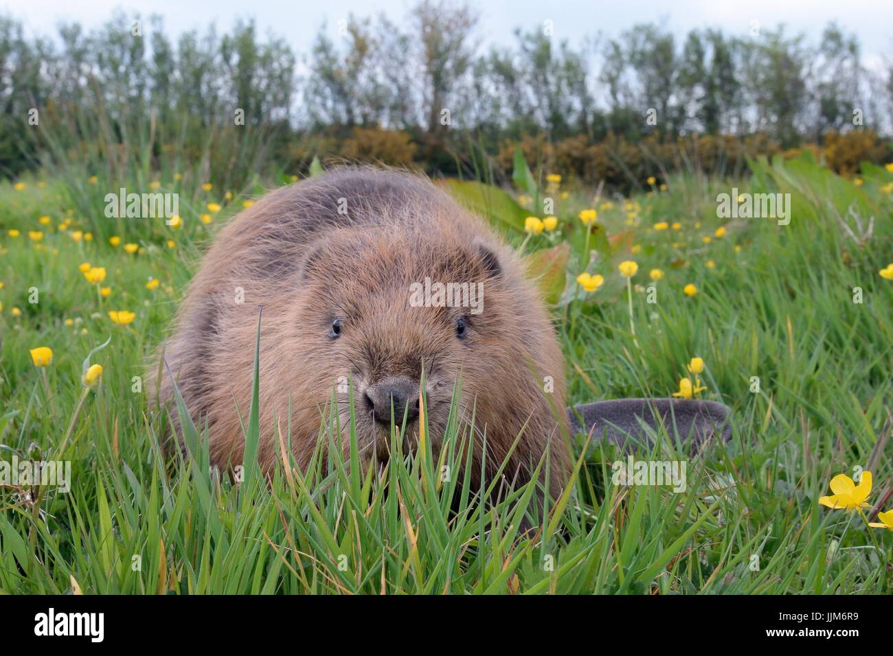 Eurasian beaver (Castor fiber) in a meadow, captive, Devon, UK, May. Stock Photo