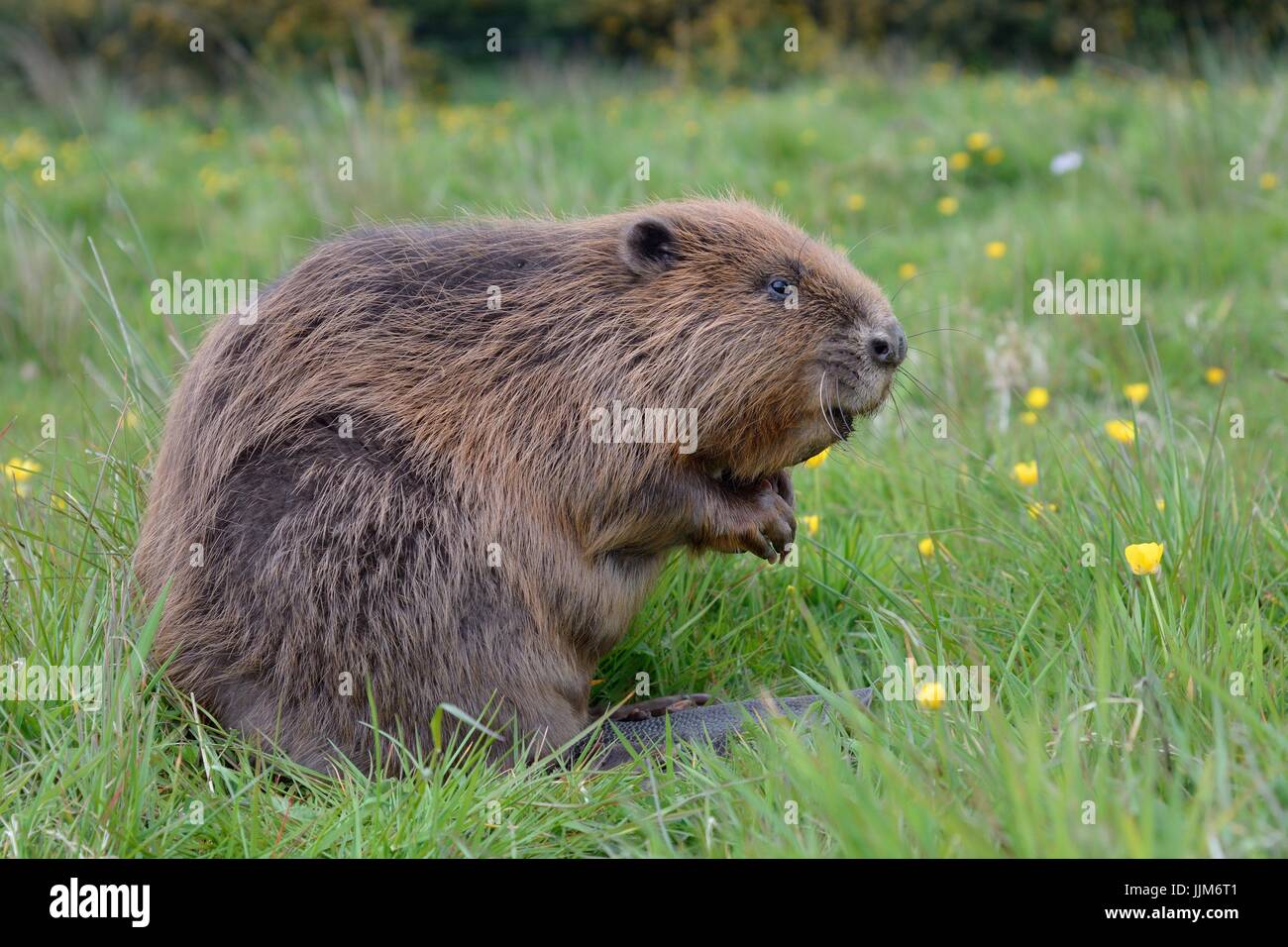 Eurasian beaver (Castor fiber) sits up, captive, Devon, UK, May. Stock Photo