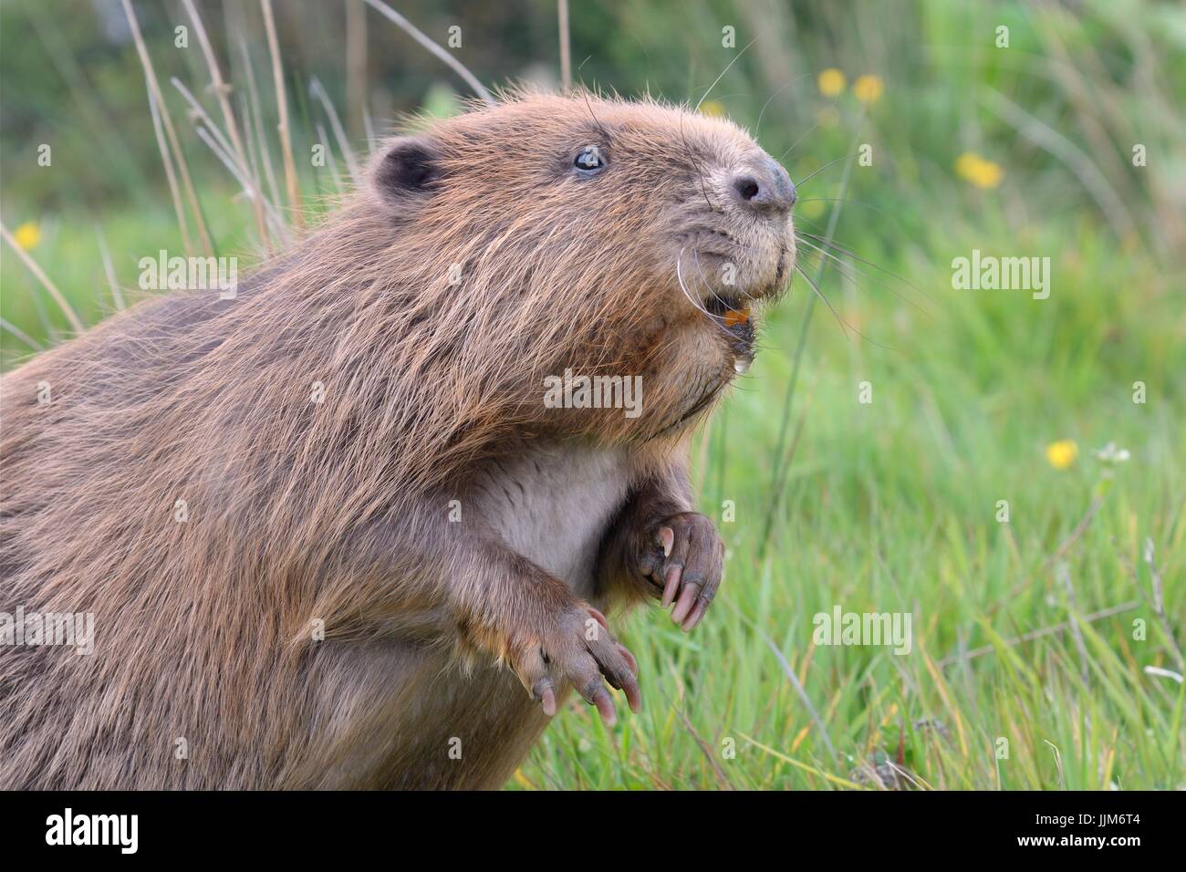 Eurasian beaver (Castor fiber) sits up, captive, Devon, UK, May. Stock Photo