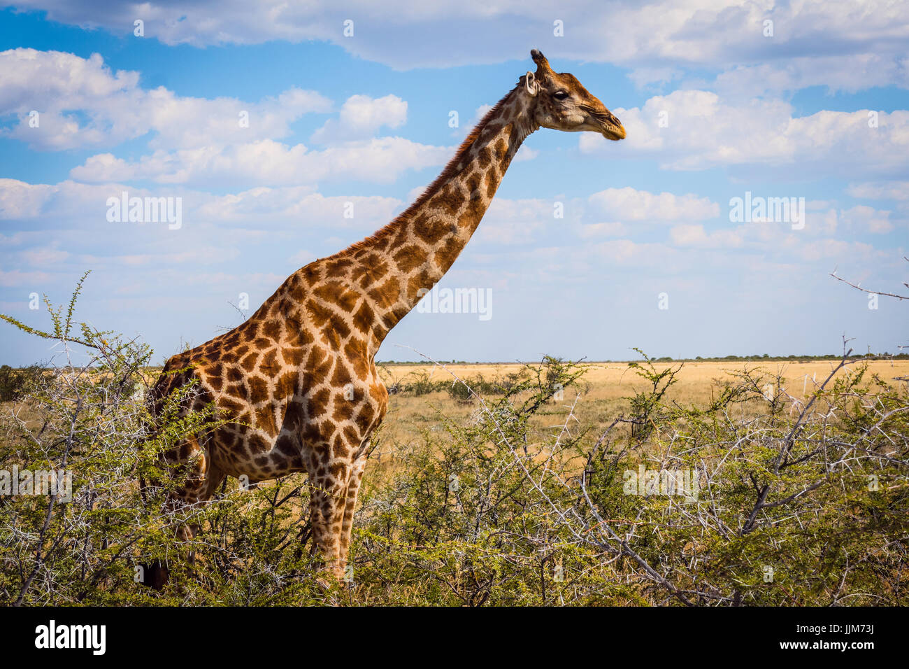 Giraffe in Namibia, Africa Stock Photo