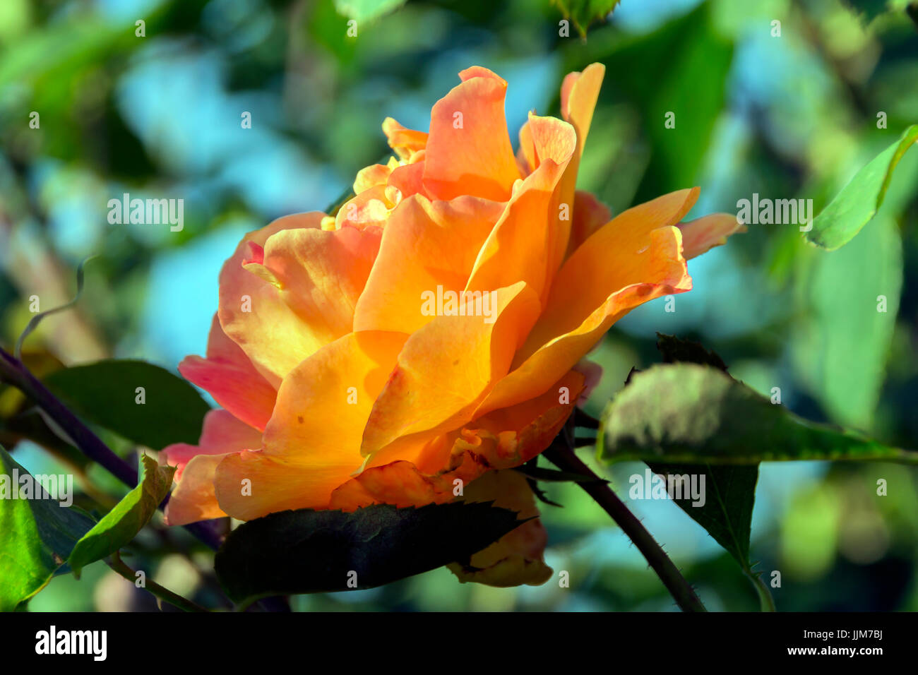 Flores del Parque de las Rosas en Los Angeles california, captadas bajo el fuerte calor de una tarde de verano, sus delicados petalos resisten al sol Stock Photo