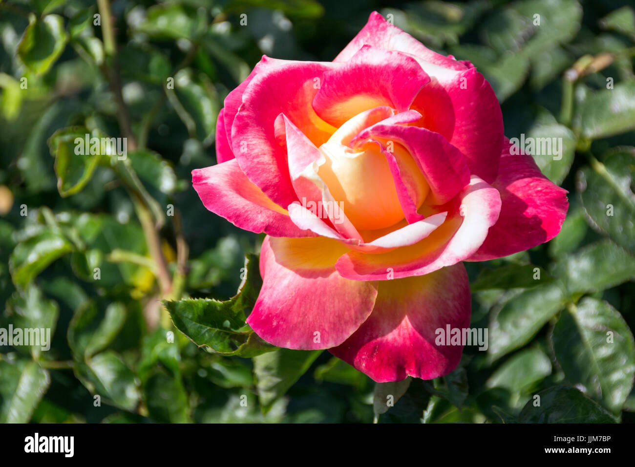 Flores del Parque de las Rosas en Los Angeles california, captadas bajo el fuerte calor de una tarde de verano, sus delicados petalos resisten al sol Stock Photo