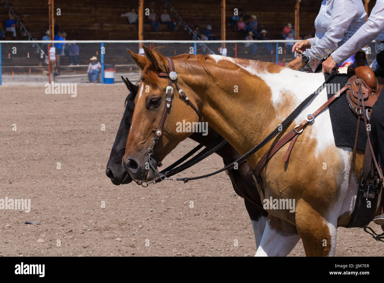 Horses warming up before an event. Stock Photo