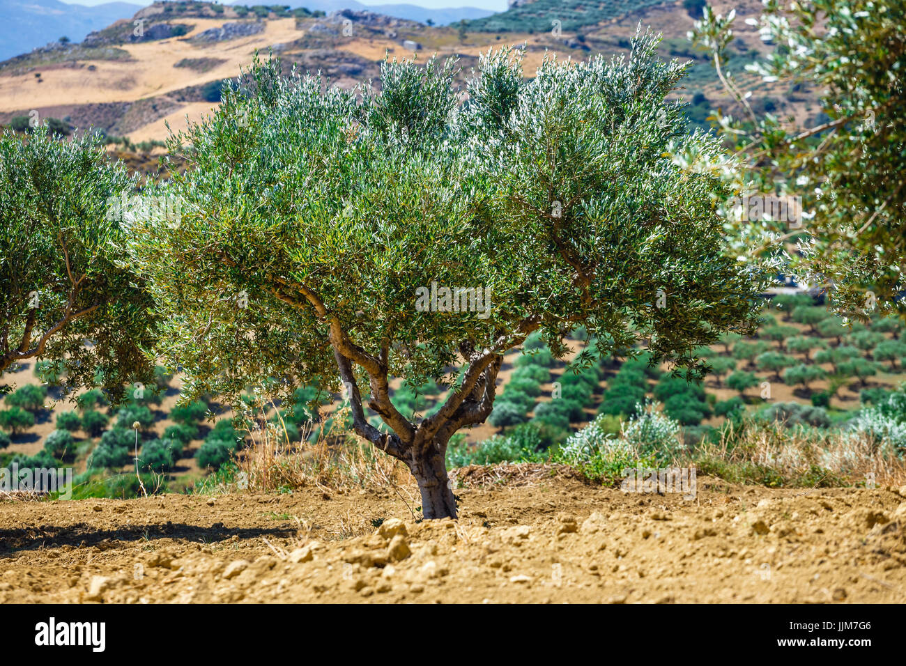 olive fields on Crete Island in Greece, Cretan landscape Stock Photo ...
