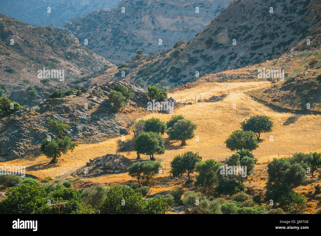 olive fields on Crete Island in Greece, Cretan landscape Stock Photo ...
