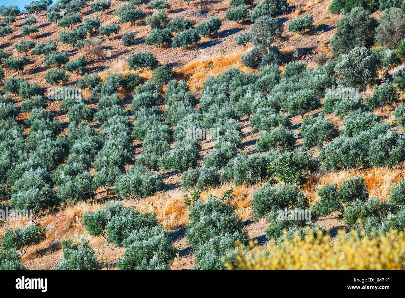 olive fields on Crete Island in Greece, Cretan landscape Stock Photo ...