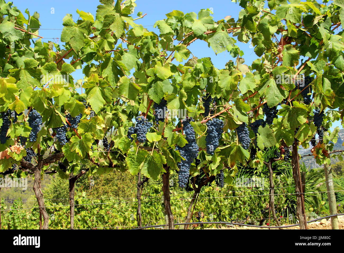 Mallorca, Tramuntana, red grapes on wine, Stock Photo