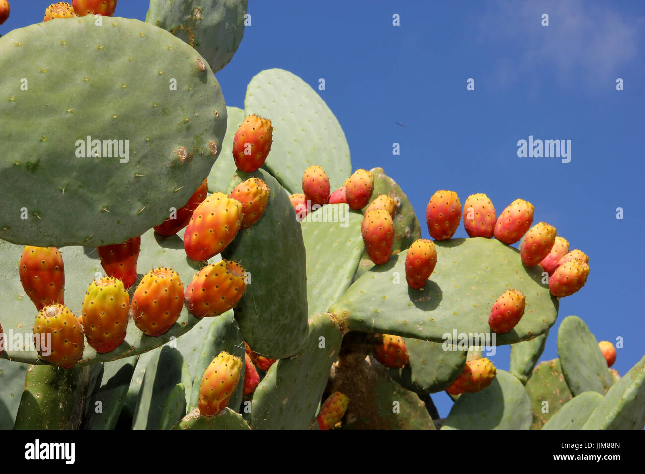 Cactus figs hi-res stock photography and images - Alamy